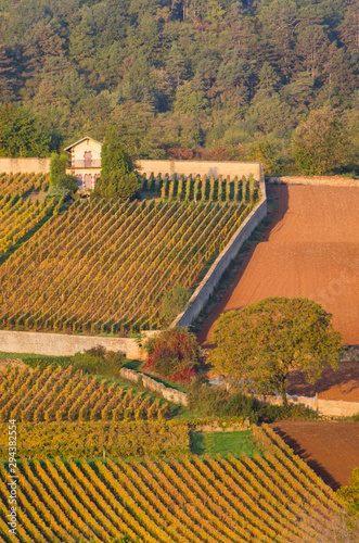 Des vignes automnales en Bourgogne. Des vignes en automne en C  te-d Or. Les Rougeots    Meursault. Un vignoble automnal. Un vignoble prestigieux. Des maison bourgeoises dans les vignes.