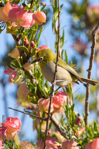 Cape White-eye (Zosterops virens capensis)  perched on Chinese Lantern tree, Klapperbos (Nymania capensis) , Western Cape, South Africa photo