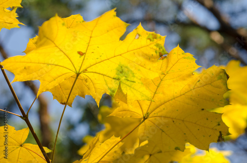 Yellow autumn maple leaves in the sun