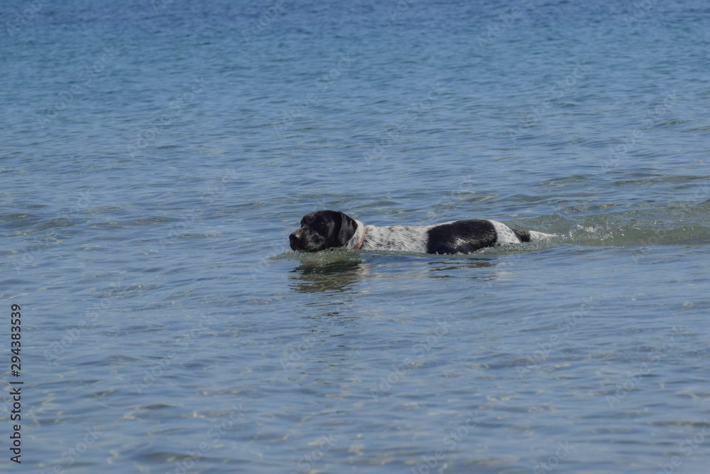 Fototapeta premium Swimming Big Dog, seaside, beach 