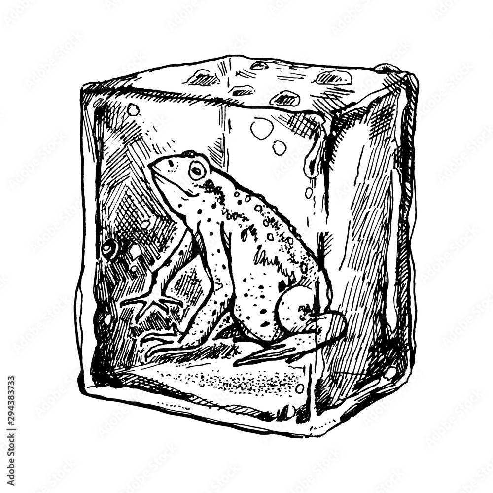 Ink drawn illustration with frog freezes in an ice cube. Ink drawn illustration with frog freezes in an ice cube.