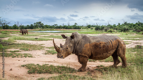 Southern white rhinoceros in Kruger National park  South Africa