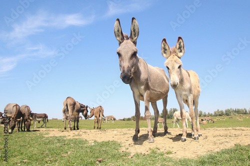 Fotografering Herd of wild donkeys graze on pasture