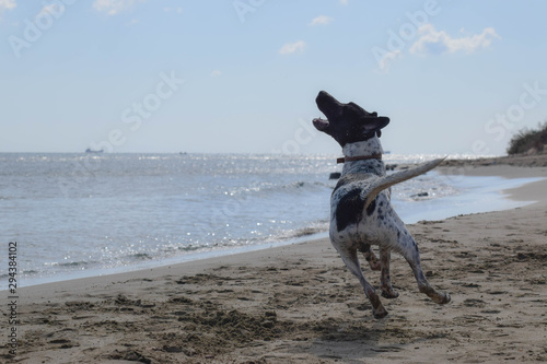 Running Big Dog, seaside, beach 