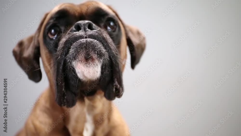 Boxer dog moving head around the frame. Boxer dog moving head around the frame.