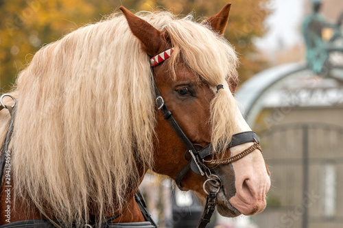 Portrait of brown horse