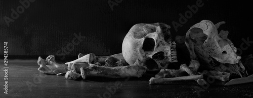 Skulls animal and human with pile of bone in dark background, last of life is death, Still life image and select focus. photo
