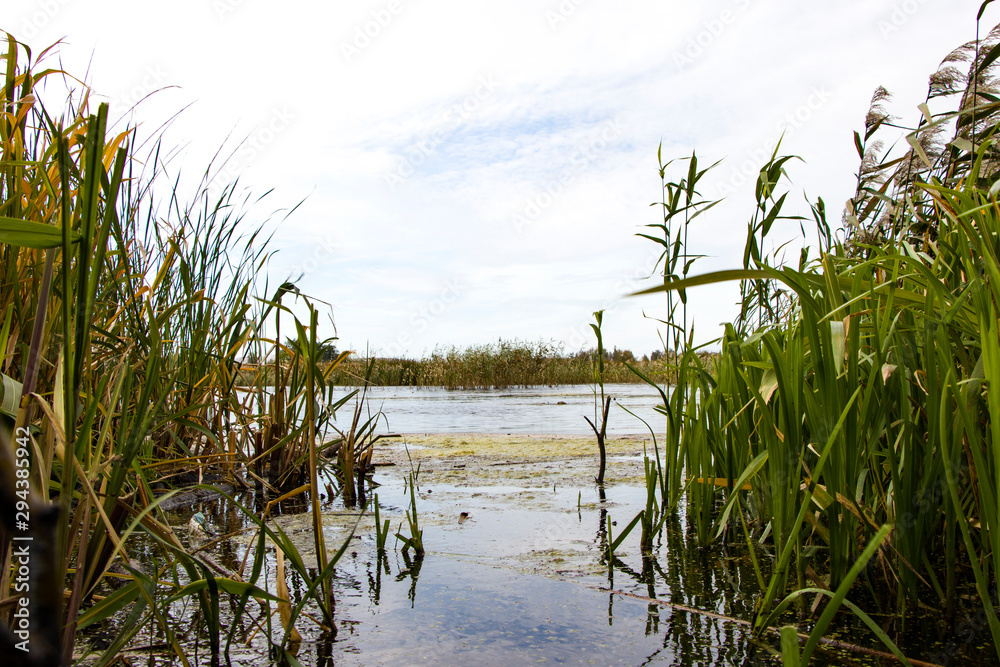 Obraz premium Bulrush, cattail, sedge. Pristine river. Belarusian Polesie. Wind. Autumn. Bright autumn colors. Flowing water. Wind on the river. Wild nature.