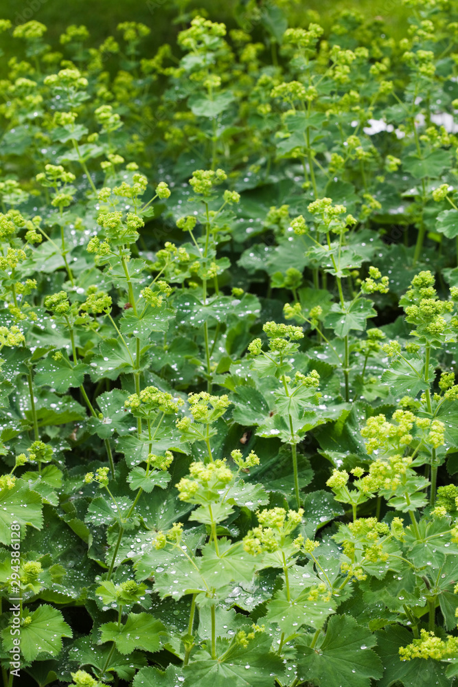 Alchemilla