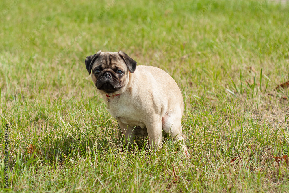 a pug puppy have a bowel movement or ease nature on grass