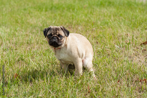 a pug puppy have a bowel movement or ease nature on grass