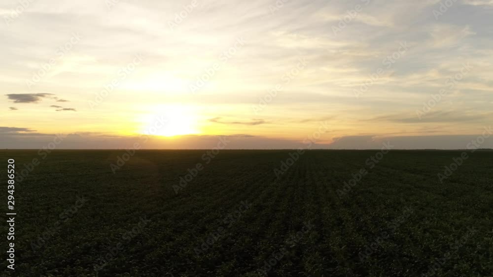 Agriculture, cotton in detail, cotton field at sunset, Brazilian agribusiness. Agriculture, cotton in detail, cotton field at sunset, Brazilian agribusiness.