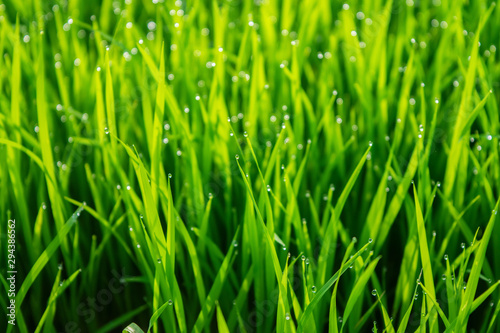 Grass with fresh dew, morning sunlight