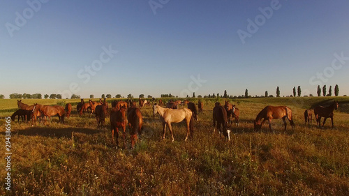 Horse herd walking on meadow. Hoofed brown animals. Got to know your way. Strong and beautiful creatures. photo