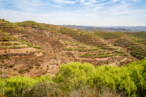 Pine trees in northern part of Algarve, Portugal