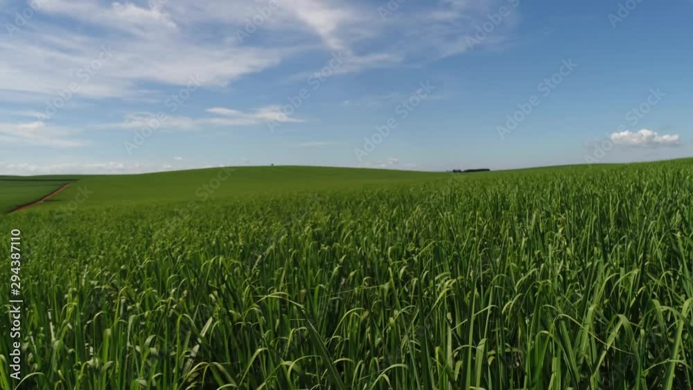 Low flying drone lined with rows of sugar cane plants, sunset, slow motion, aerial view - reedbed. Low flying drone lined with rows of sugar cane plants, sunset, slow motion, aerial view - reedbed.
