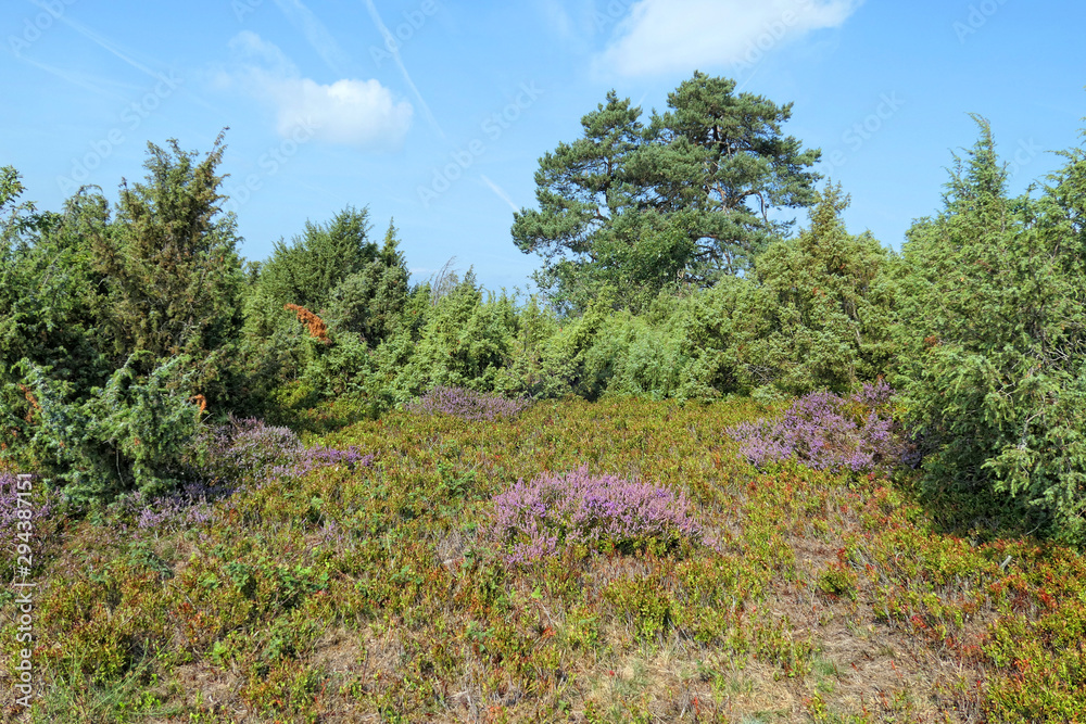 heather blossom landscape in Eifel region in Germany. heather blossom landscape in Eifel region in Germany.