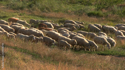 Sheep are walking on grassland. Domestic animals on meadow. In search for feed. Clear day in the village.