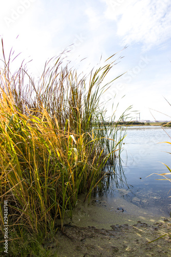 Bulrush  cattail  sedge. Pristine river. Belarusian Polesie. Wind. Autumn. Bright autumn colors. Flowing water. Wind on the river. Wild nature.