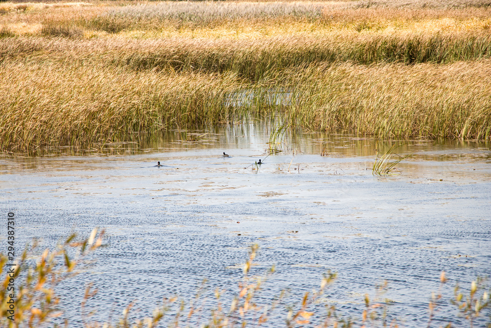 Bulrush, cattail, sedge. Pristine river. Belarusian Polesie. Wind. Autumn. Bright autumn colors. Flowing water. Wind on the river. Wild nature.