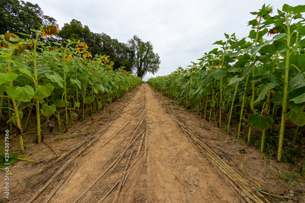 sunflower farm field in maryland usa sunflower farm field in maryland usa