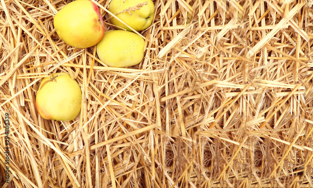 a few yellow apples lie on the straw, a banner for the site. the concept of autumn a few yellow apples lie on the straw, a banner for the site. the concept of autumn