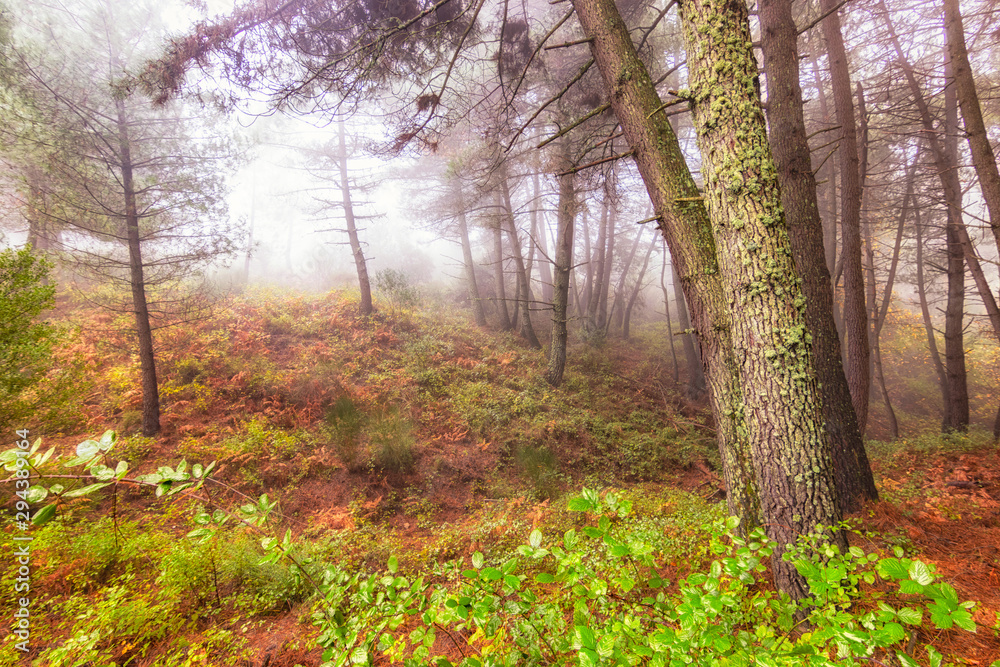 Bosque Otoño