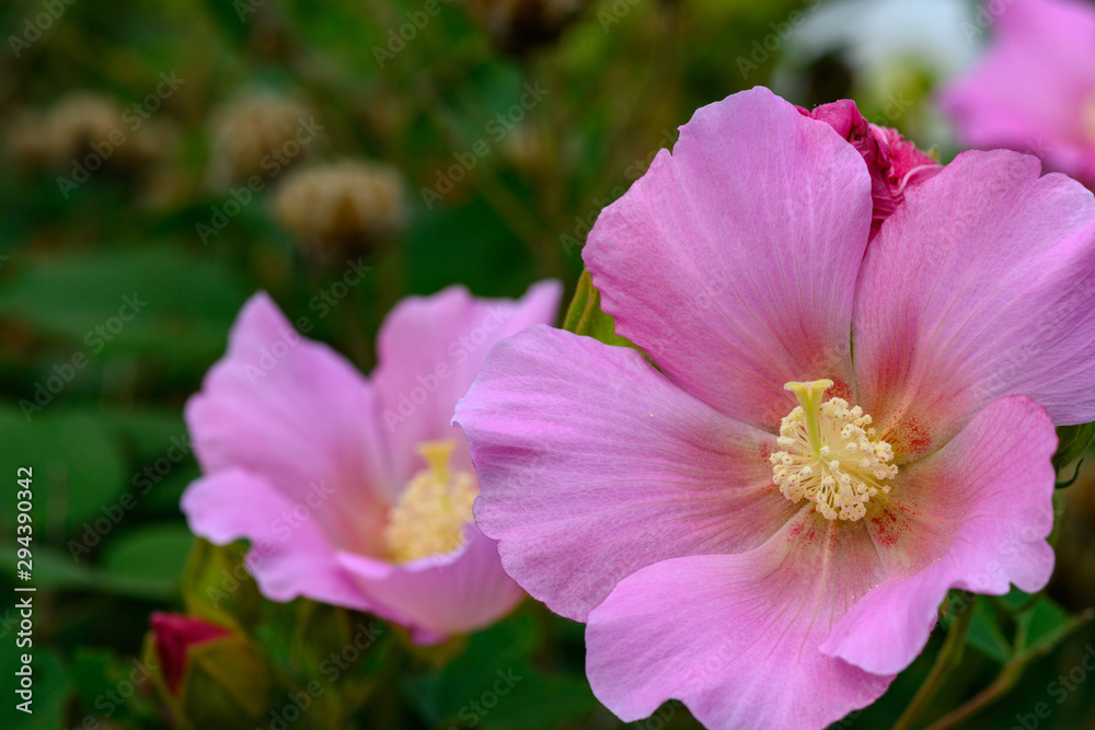 酔芙蓉 酔芙蓉
