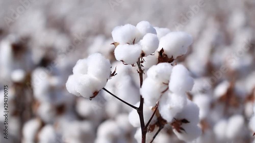 Agriculture, cotton in detail, cotton field at sunset, Brazilian agribusiness.