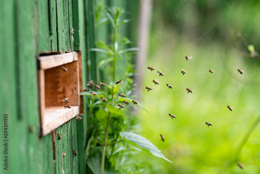 Honigbienen Bienenstock Flug Nahaufnahme Imker Anflug Nektar sammeln Schwarm Königin Sommer Tracht Bestäubung Waben Sauerland Deutschland Schwarm Intelligenz Arbeitsteilung Larven Tracht Honigbienen Bienenstock Flug Nahaufnahme Imker Anflug Nektar sammeln Schwarm Königin Sommer Tracht Bestäubung Waben Sauerland Deutschland Schwarm Intelligenz Arbeitsteilung Larven Tracht
