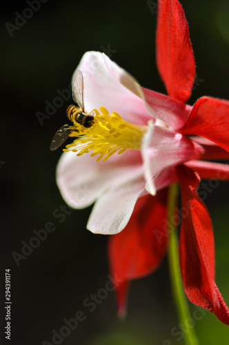 Schwebfliege Blüte Akelei rot Aquilegia Syrphidae Nahaufnahme Makro kontrast getigert Staubgefäße Nektar Pollen Honig Tracht Garten Park Natur Sauerland Züchtung bestäuben befruchten Tier