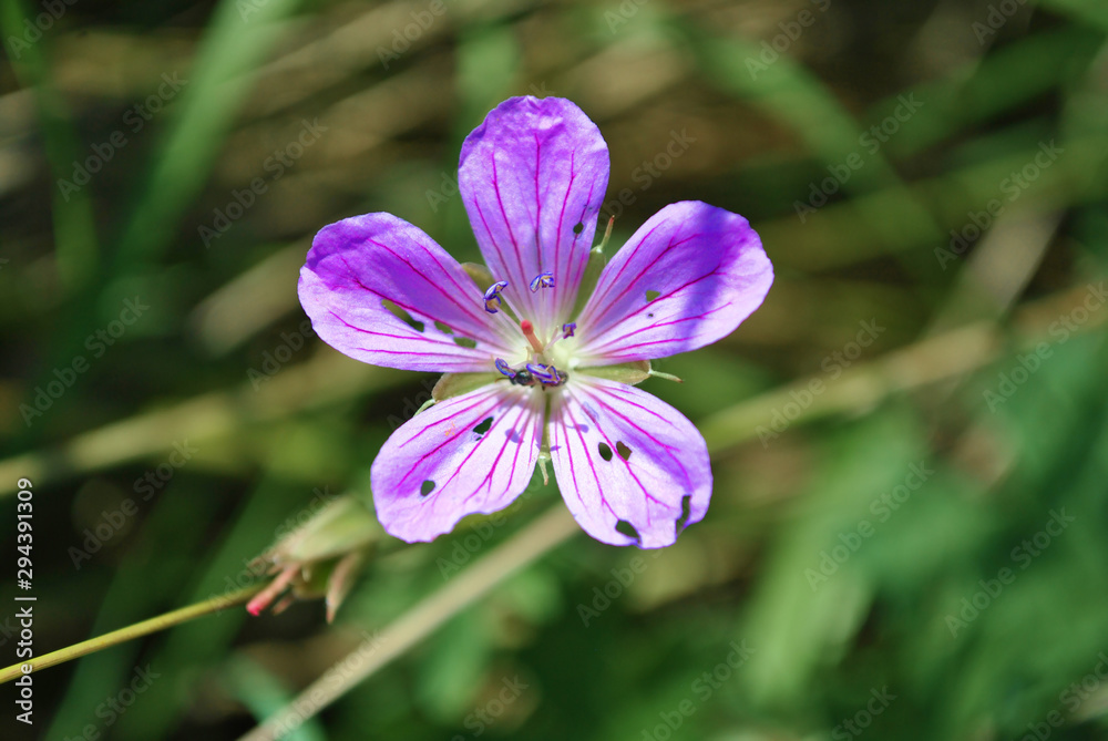 Geranium pratense, the meadow crane's-bill or meadow geranium close up detail, soft blurry green grass background Geranium pratense, the meadow crane's-bill or meadow geranium close up detail, soft blurry green grass background