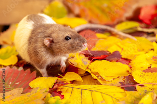 Decorative rat sitting on colorful autumn leaves