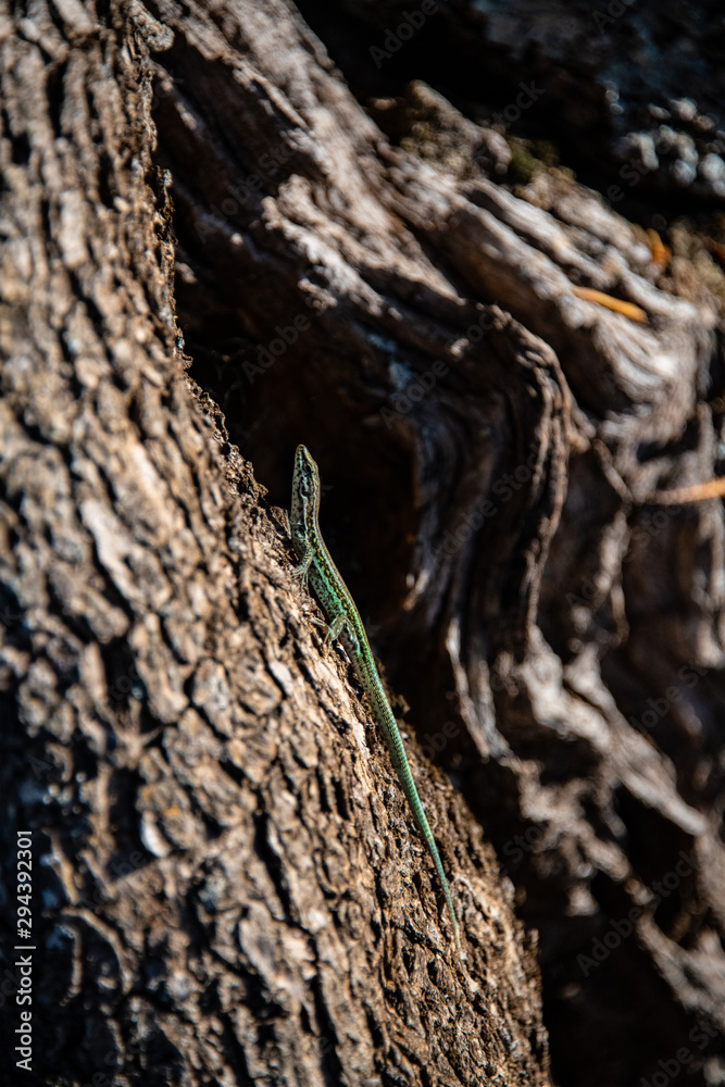 Mauereidechse Podarcis muralis Sardinien Baum Rinde Tarnung Reptil Nahaufnahme Makro Reptil Versteck klettern Schwanz grün Camouflage Italien Mittelmeerraum klettern mediterran Fauna wechselwarm Mauereidechse Podarcis muralis Sardinien Baum Rinde Tarnung Reptil Nahaufnahme Makro Reptil Versteck klettern Schwanz grün Camouflage Italien Mittelmeerraum klettern mediterran Fauna wechselwarm