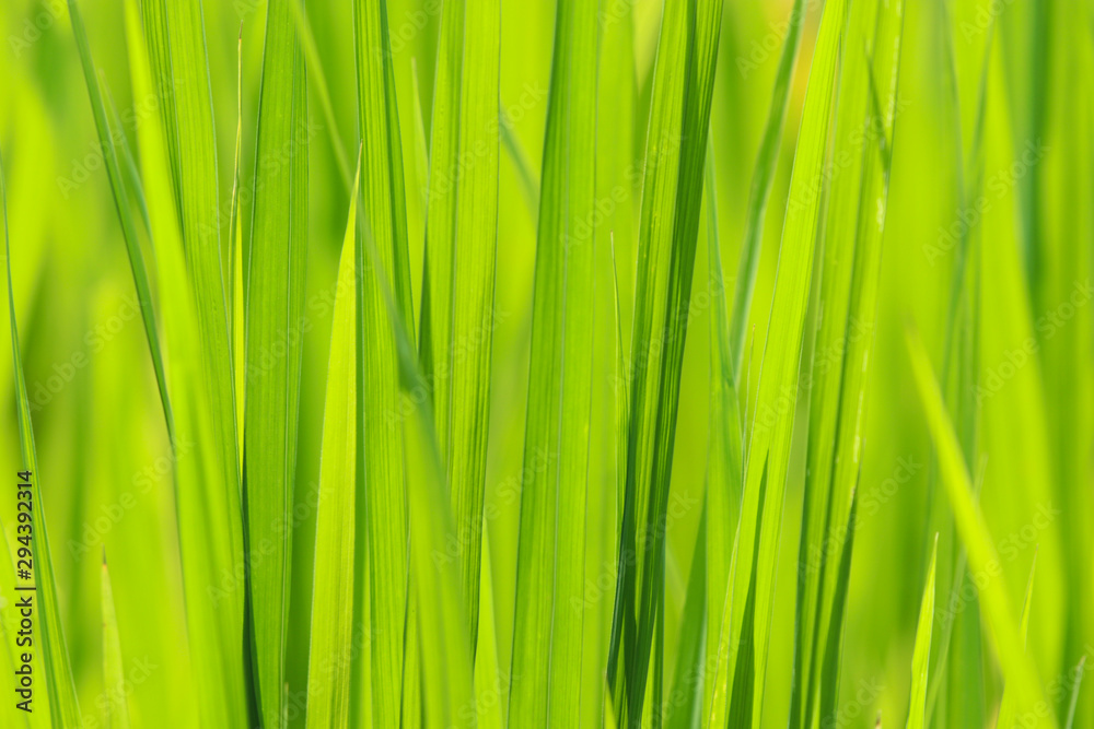 Rice green leave beautiful in nature background Rice green leave beautiful in nature background