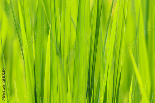 Rice green leave beautiful in nature background