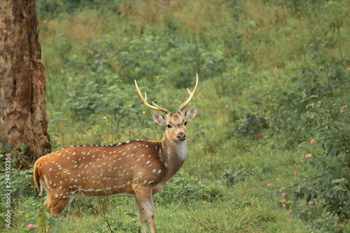Fototapeta Naklejka Na Ścianę i Meble -  a chital or cheetal or spotted deer (axis axis) in bandipur national park in karnataka in india. bandipur national park is a part of western ghats biodiversity hotspot