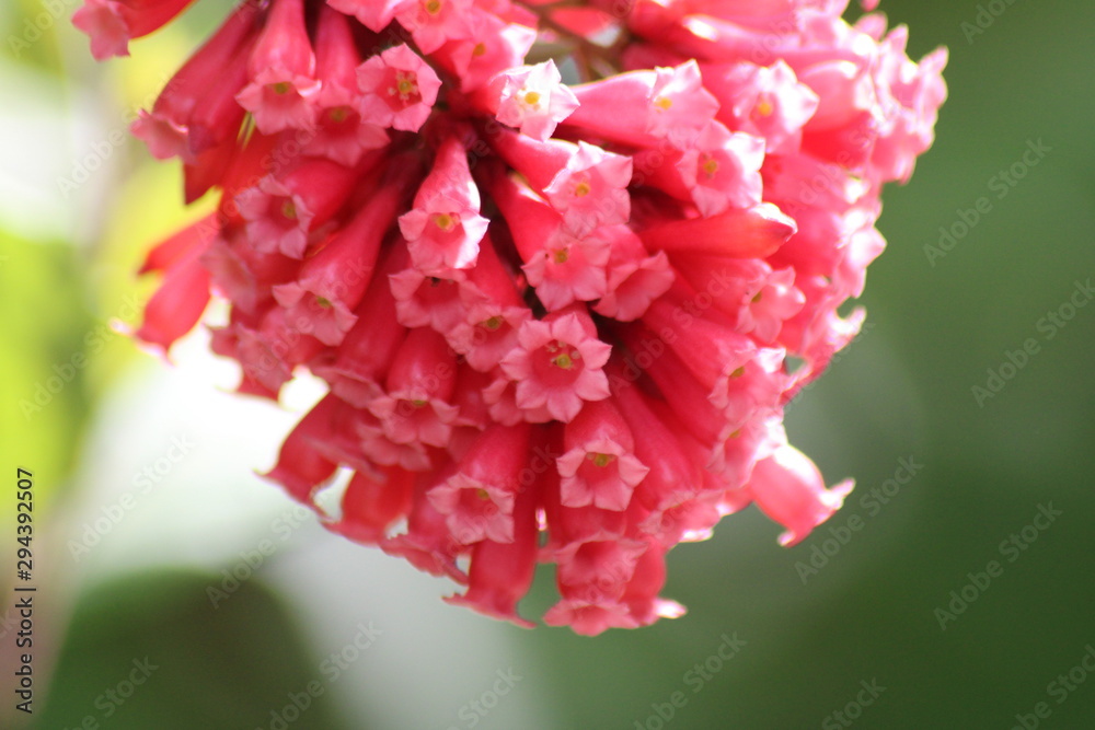 Obraz premium Rosa Blüte