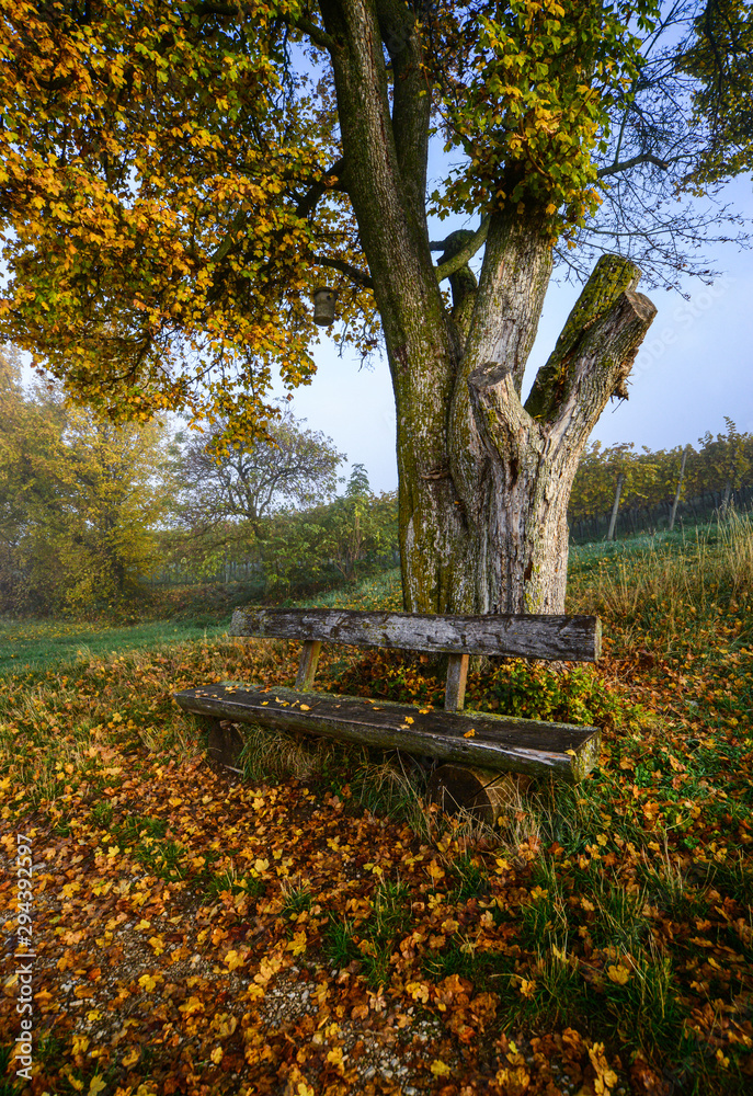 Herbst Markgräfler Land Weinbau Baum Bank Idyll Sonnenaufgang Nebel Holz Bäume Rast Stille Weg Spur Laub Färbung Staufen Ehrenkirchen Licht Atmosphäre Hintergrund Deutschland Dunst 