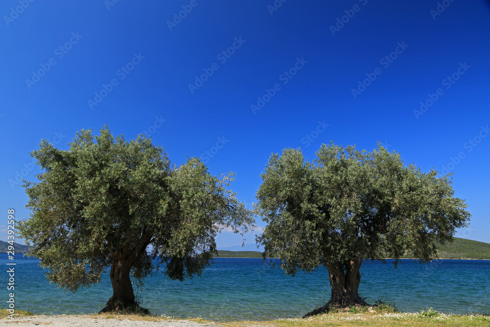 Olive trees in Sourpi, Magnesia, Thesally, Greece