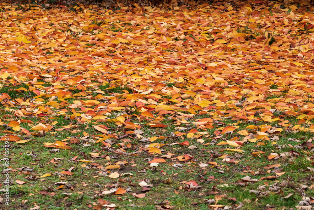 Season of beautiful autumn leaves Season of beautiful autumn leaves