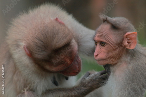 a baby bonnet macaque (macaca radiata) is playing with his mom in bandipur national park in karnataka in india. bandipur national park is a part of nilgiri biosphere reserve  photo