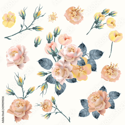 Set of vector realistic yellow, pink roses in vintage style for design
