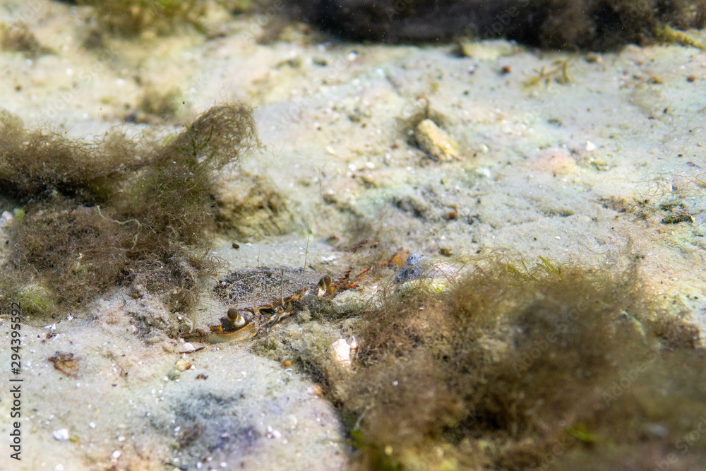 A well-hidden Blue Crab (Callinectes sapidus) is barely visible as it is partially buried in the sand. A well-hidden Blue Crab (Callinectes sapidus) is barely visible as it is partially buried in the sand.