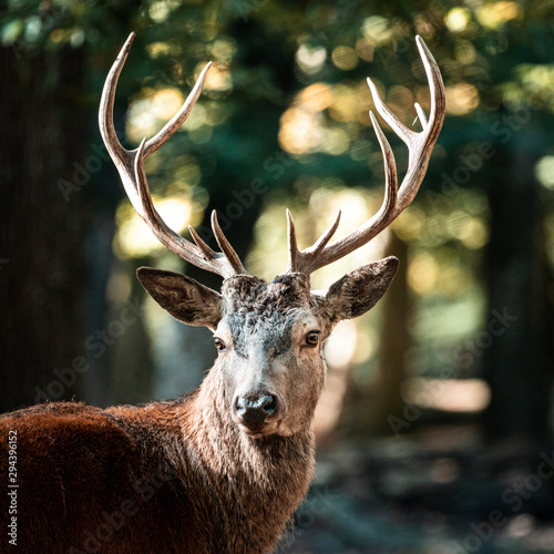 Le roi de la forêt