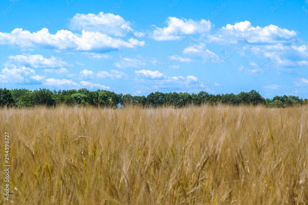 Wheat field.