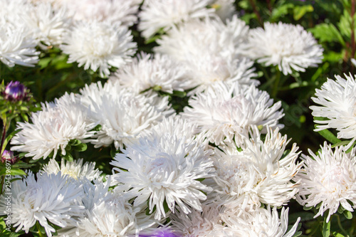 White Callistephus flower blossom needle scones, close-up floral background. Autumn flower aster daisy photo