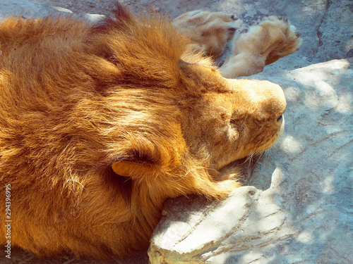 African lion sleeping on a flat stone. Leo