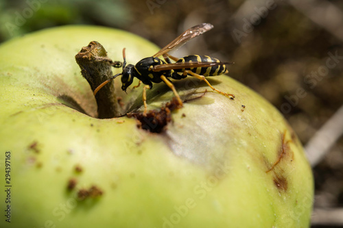 petite guêpe sur sa pomme  © Virginie
