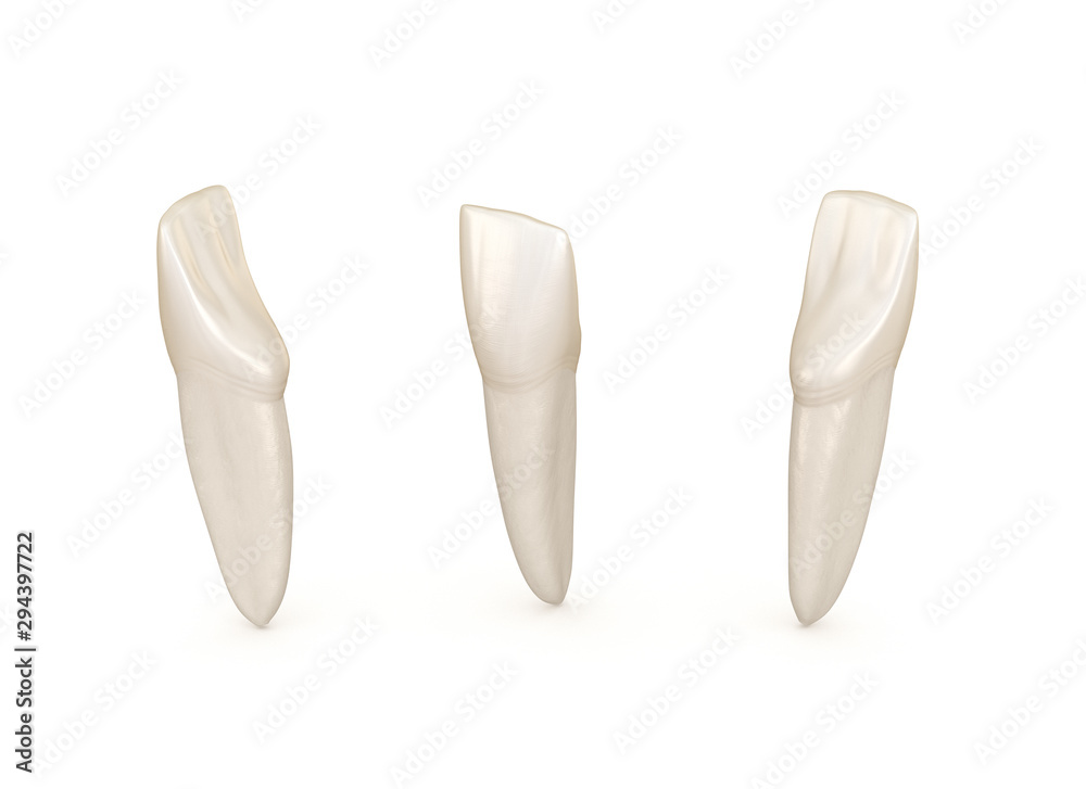 Dental anatomy - mandibular central incisor tooth. Medically accurate dental 3D illustration Dental anatomy - mandibular central incisor tooth. Medically accurate dental 3D illustration